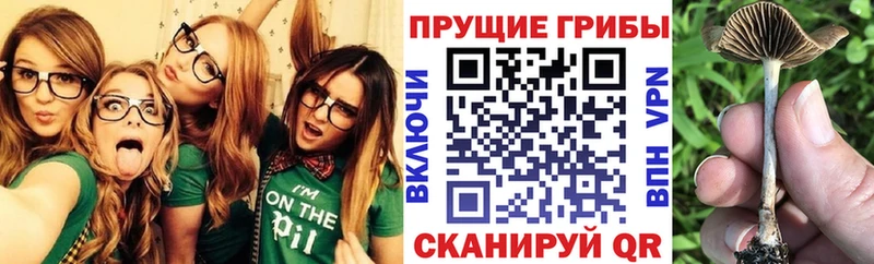 где продают наркотики  Новоржев  Галлюциногенные грибы MAGIC MUSHROOMS 